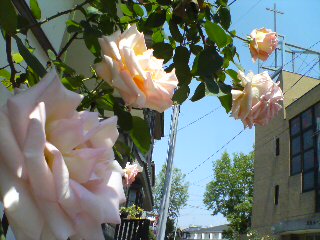 20100508112914.jpg